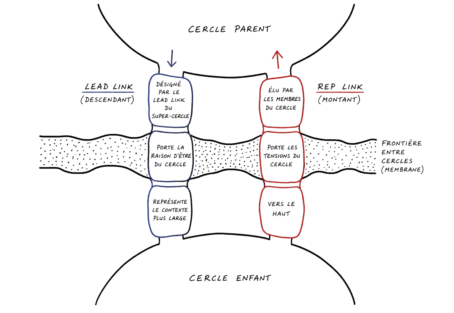 Deux cercles se font face, séparés par une bande pointillée figurant une membrane. Deux canaux la traversent. À gauche, en bleu, le Lead Link, désigné par le Lead Link du super-cercle, qui porte la raison d’être du cercle et descend. À droite, en rouge, le Rep Link, élu par les membres du cercle, qui porte les tensions du cercle et monte.